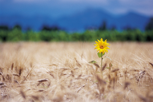 Comunicar con confianza: la evolución en comunicación de un profesional del agro